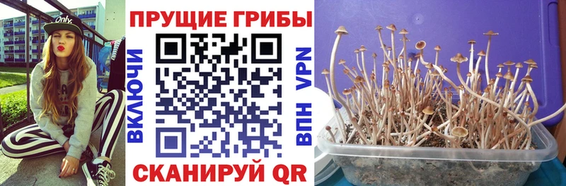 Купить  Киселёвск  Галлюциногенные грибы Cubensis 